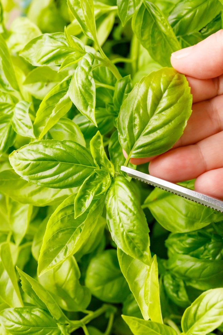 How To Harvest Basil - Nurtured Homes