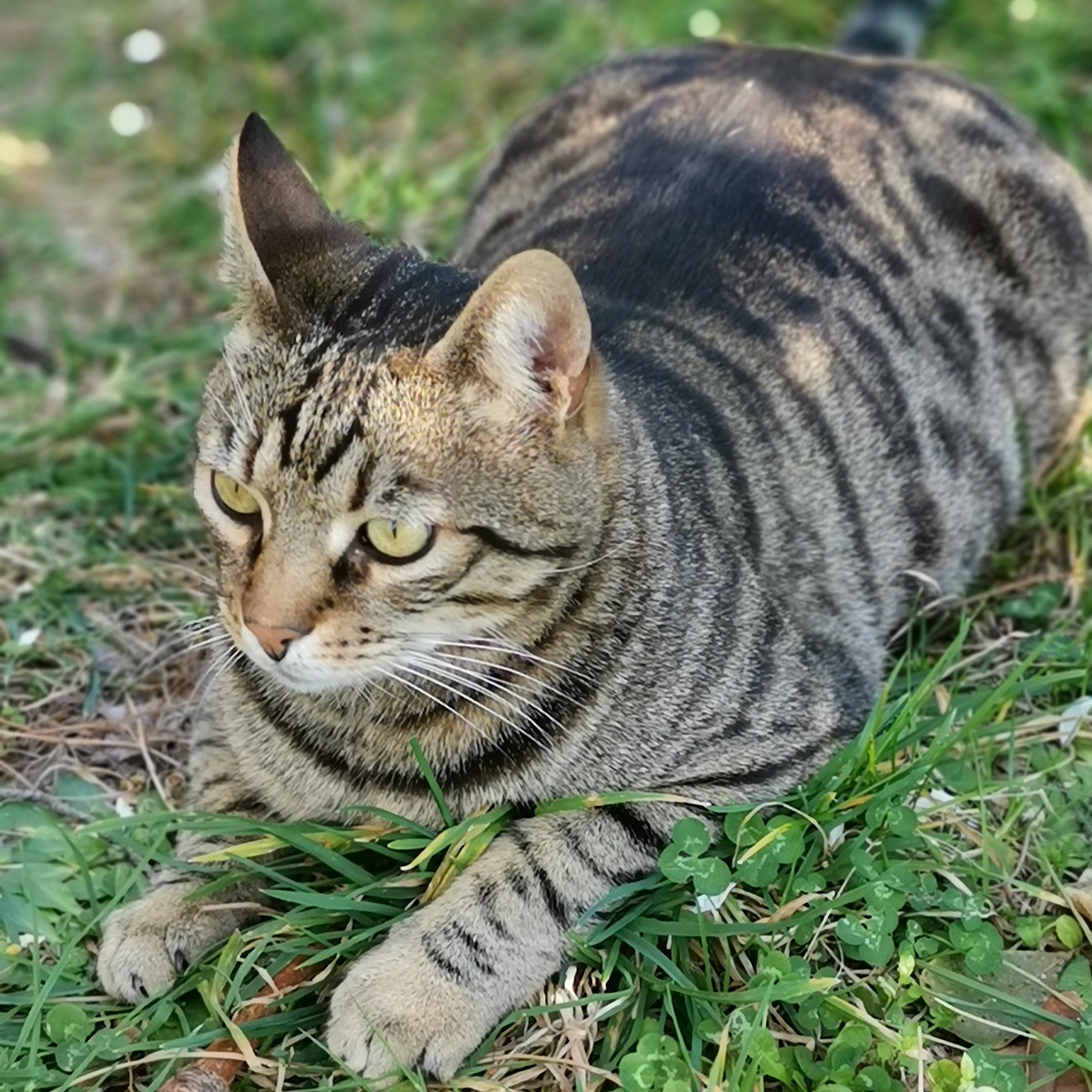 my cat